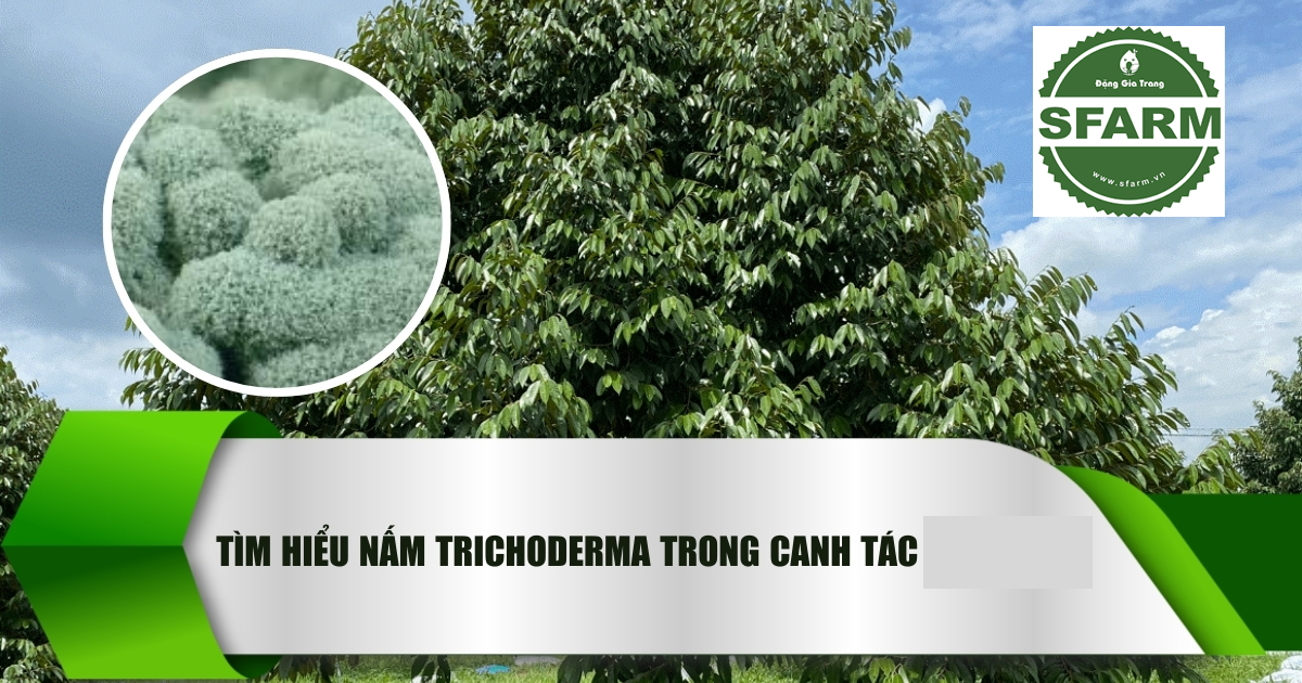 Bà nội trợ đang cải tạo đất cát trồng rau bằng cách trộn phân hữu cơ và phân trùn quế vào đất, tạo điều kiện cho rau phát triển tốt